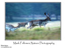 Fallow deer Dama dama